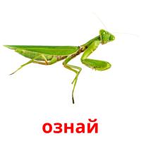 ознай card for translate
