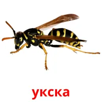 укска cartes flash