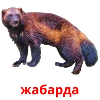 жабарда picture flashcards