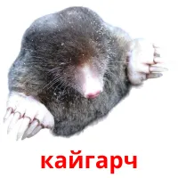 кайгарч picture flashcards