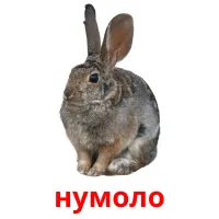 нумоло picture flashcards