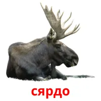 сярдо picture flashcards