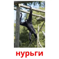 нурьги picture flashcards