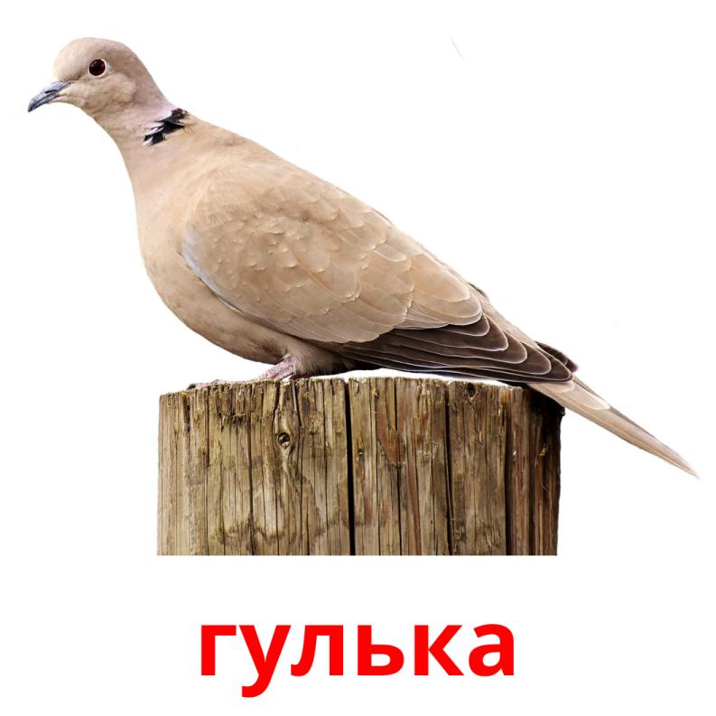гулька picture flashcards