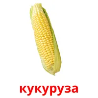 кукуруза picture flashcards