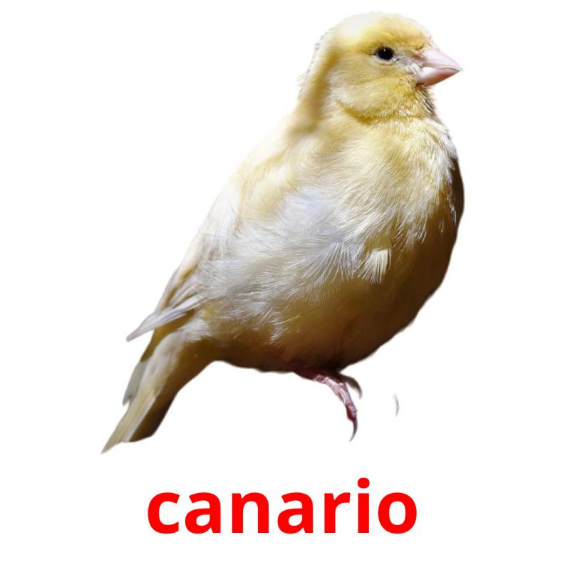 canario picture flashcards