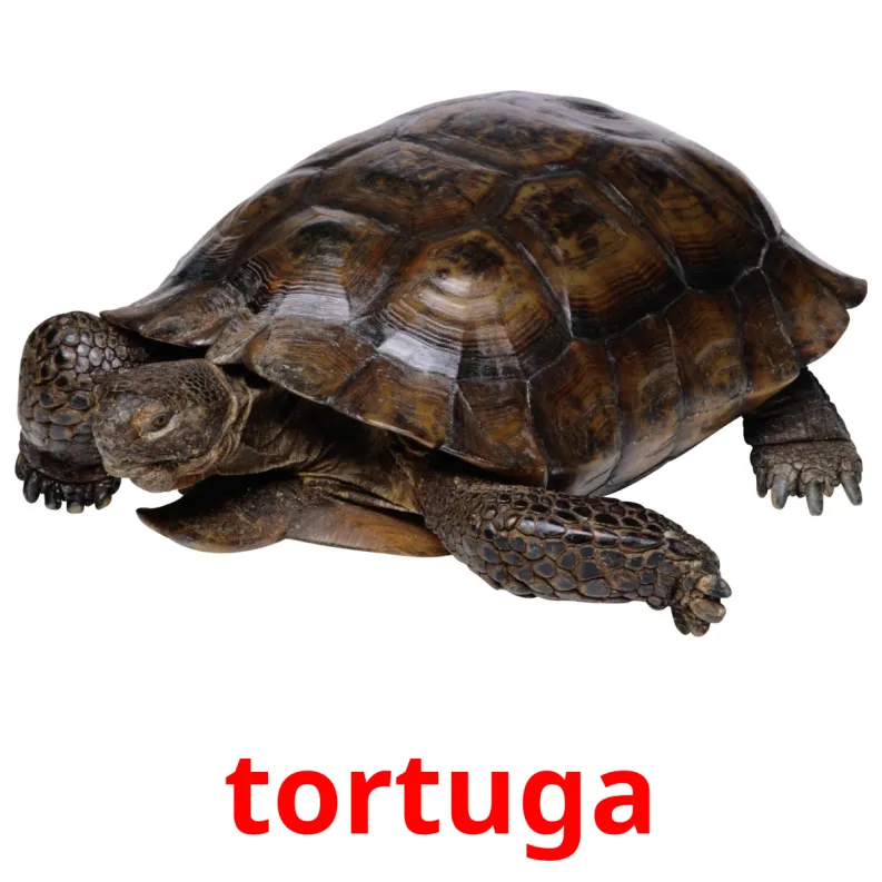 10 Tarjetas de Aprendizaje de Animales Domésticos GRATIS en PDF