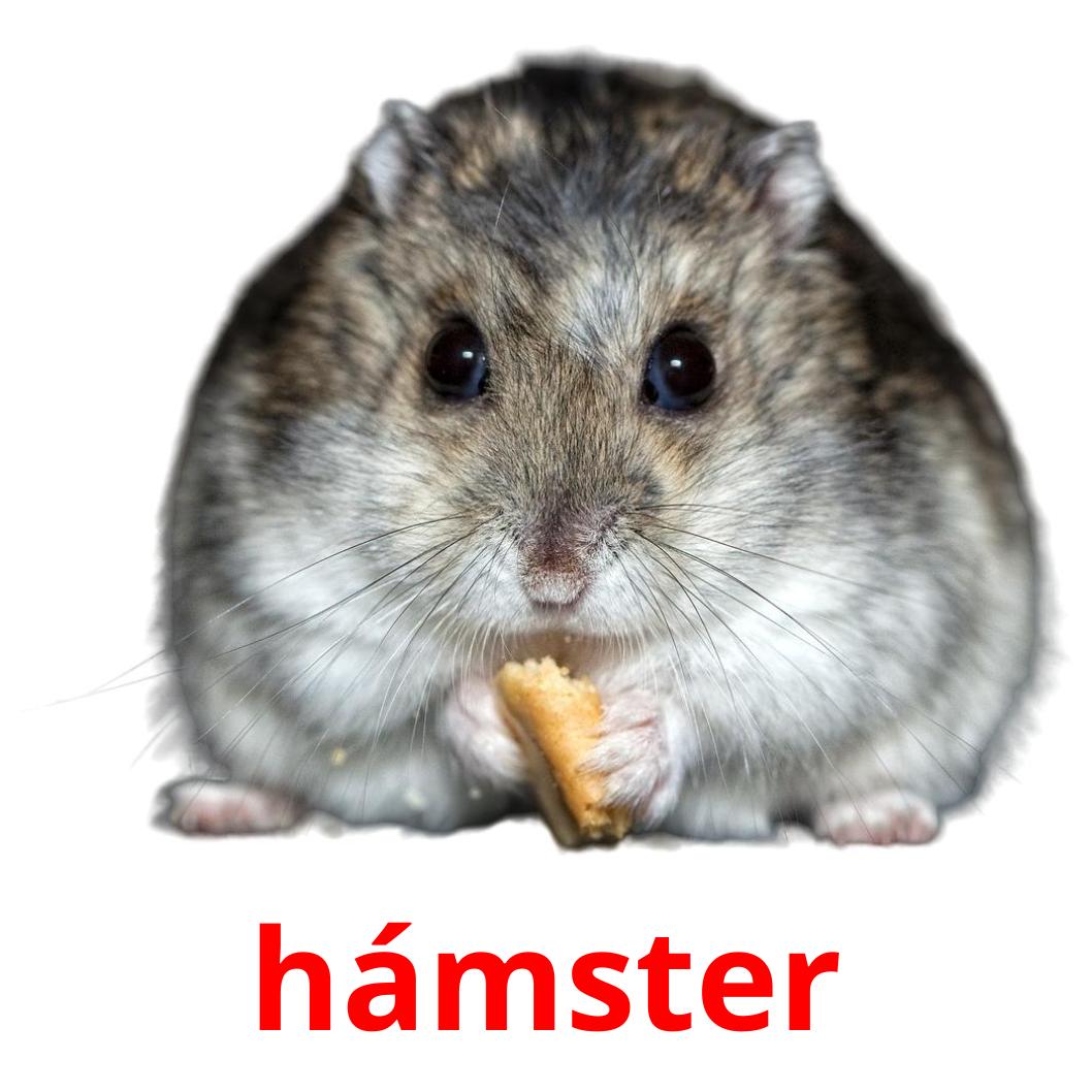 Карточки hamster