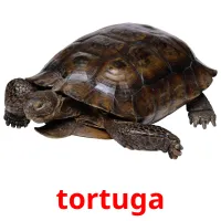 tortuga picture flashcards