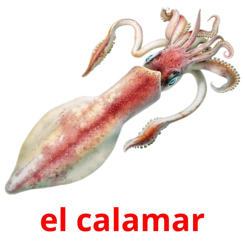 el calamar picture flashcards