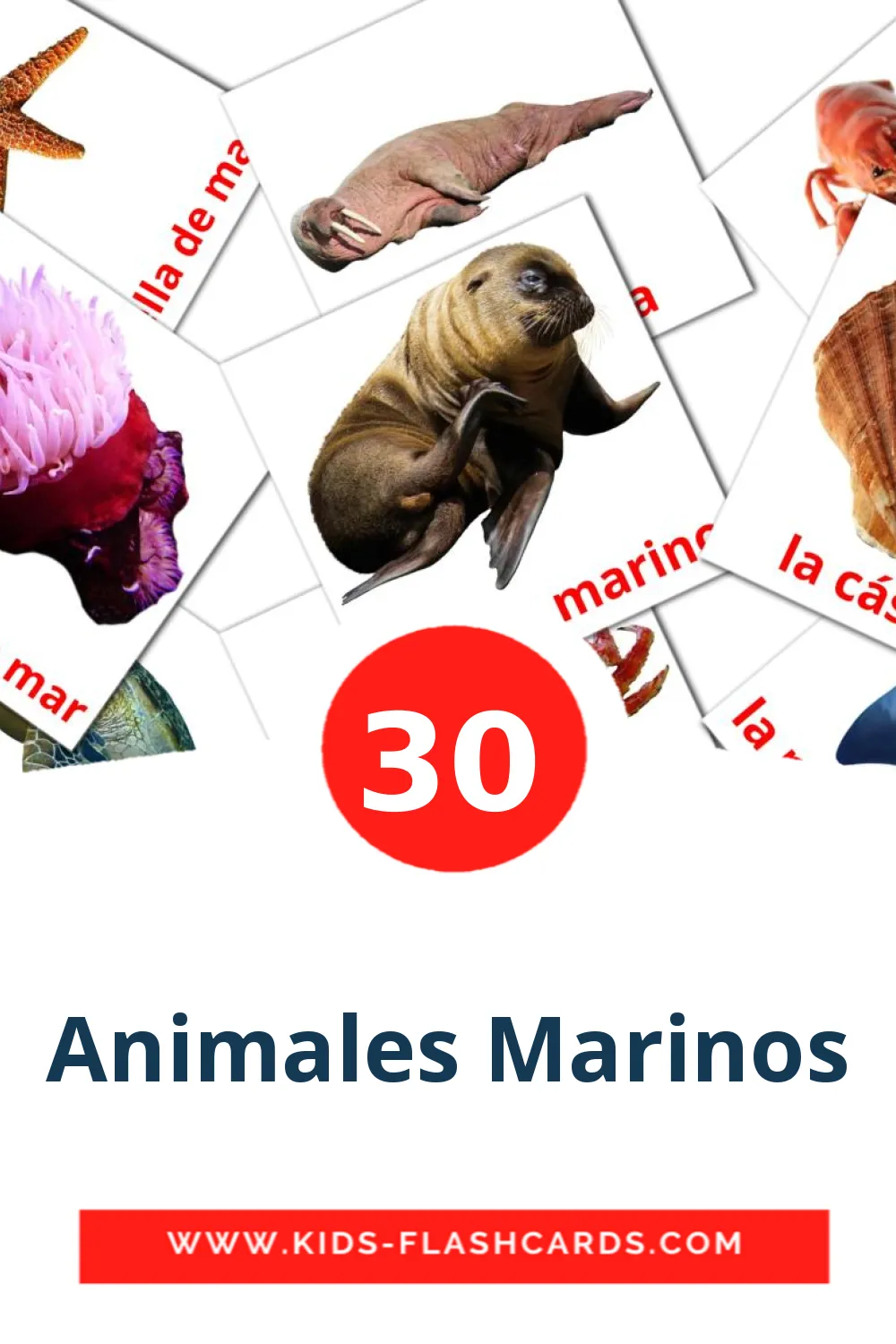 30 tarjetas didacticas de Animales Marinos para el jardín de infancia en español