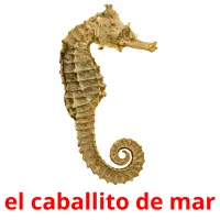 el caballito de mar Tarjetas didacticas