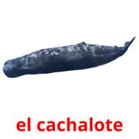 el cachalote picture flashcards