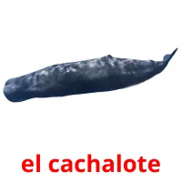 el cachalote Tarjetas didacticas