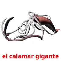 el calamar gigante picture flashcards