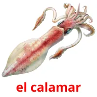 el calamar Tarjetas didacticas