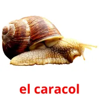 el caracol picture flashcards