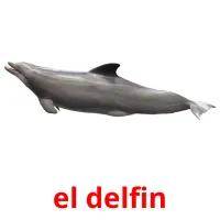 el delfin Tarjetas didacticas