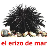 el erizo de mar Tarjetas didacticas