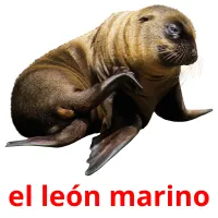 el león marino picture flashcards