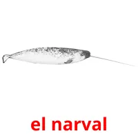 el narval Tarjetas didacticas