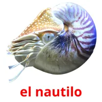 el nautilo Tarjetas didacticas