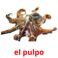 el pulpo Tarjetas didacticas