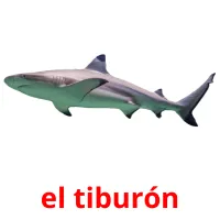 el tiburón picture flashcards