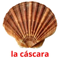 la cáscara picture flashcards