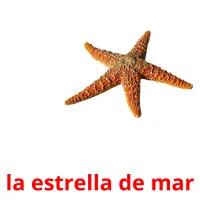 la estrella de mar Tarjetas didacticas