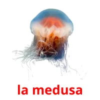 la medusa picture flashcards