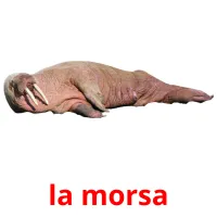 la morsa picture flashcards