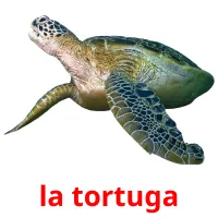 la tortuga picture flashcards