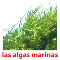 las algas marinas Tarjetas didacticas