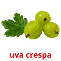 uva crespa Bildkarteikarten