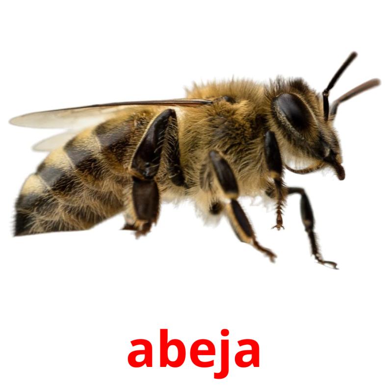 abeja picture flashcards