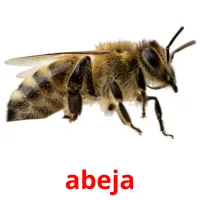 abeja cartões com imagens