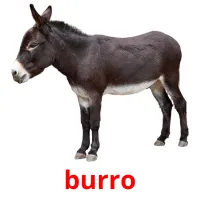 burro cartões com imagens