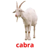 cabra cartões com imagens