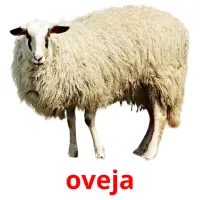 oveja cartões com imagens