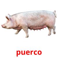 puerco picture flashcards