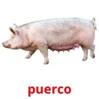 puerco cartões com imagens