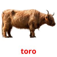 toro picture flashcards