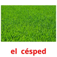 el  césped Bildkarteikarten