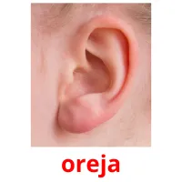 oreja Tarjetas didacticas