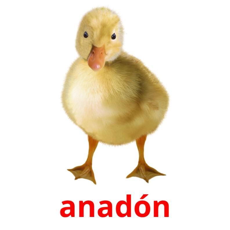 anadón picture flashcards