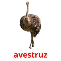 avestruz card for translate
