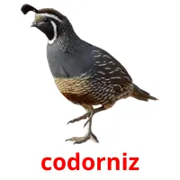 codorniz ansichtkaarten