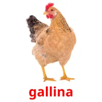 gallina Tarjetas didacticas