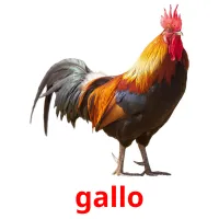 gallo Tarjetas didacticas